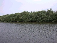 cow_damaged_site_restorred.jpg 142K