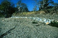 gr-n97-gall4_sm.jpg 66K
