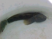 prickly_sculpin.jpg 31K