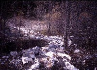 wcrest7.jpg 62K