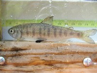 coho.97mm.jpg 130K