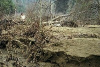 nv_95-tebbutt-newsoil_sm.jpg 56K