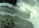 adult_salmon_leap.jpg (228118 bytes)