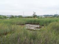 ../mcfcwcd/chan_maint/zone_1/Lynwood Slough (Leafwood Dr).2.JPG + 241 KB